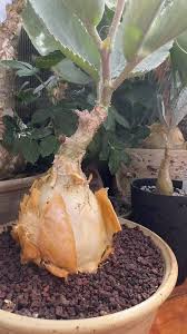 Image result for Cyphostemma quinatum