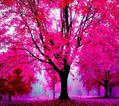 *sigh* the murals wallpaper collection of misty forest wallpapers will fill your home with a tranquil aura and allow you to create a moody ambiance. Pink Beauty Beauty Cute Forest Good Landscape Love Lovely Nature Pink Hd Wallpaper Peakpx