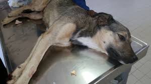 Most common spca abbreviation full forms updated in may 2021 Welkom Spca On The Verge Of Closure Enca