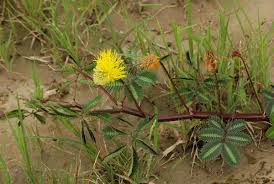 Image result for Neptunia oleracea