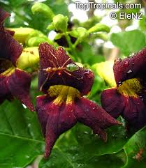 Image result for Markhamia zanzibarica