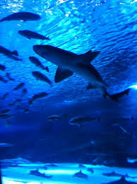 Antalya Aquarium Antalya Aquarium Shark