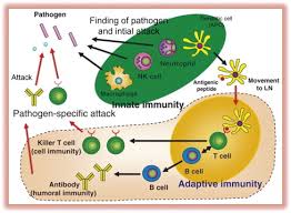 Salmonella Typhi An Overview Sciencedirect Topics