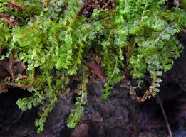 Image result for Grona barbata