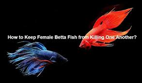 Contains ingredients uniquely beneficial to bettas. How To Keep Female Betta Fish From Killing One Another Bettafishaquarium Com