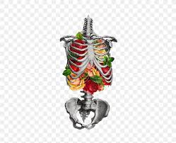 Rumor is there's a new version of the direwolf20 pack on the @ftb_team app. Human Skeleton Rib Cage Anatomy Skull Png 500x667px Human Skeleton Anatomy Bone Botanical Illustration Christmas Decoration
