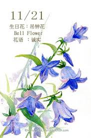 每日一花11 2 haru hello flower drawing botanical art painting art projects