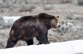Bears Are Back So Be Aware Whether You Can See Them Or Not
