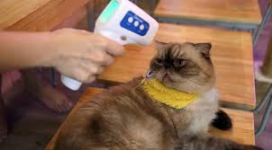 Ingiltere De Ilk Kez Evcil Hayvanda Koronavirus Tespit Edildi