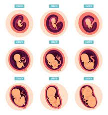 Como Es Tu Embarazo Semana A Semana Etapas Del Embarazo Proceso De Embarazo Gestacion De Un Bebe