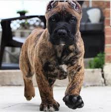 Everything About The Good Natured Awesome Mastiffs Health Mastiffstuff Mastiffsworldwide Neopolitanmastiff Masti Giant Dog Breeds Corso Dog Cane Corso Dog