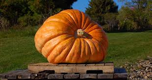 Image result for giant pumpkin