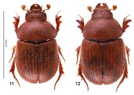 Image result for Platostoma montanum