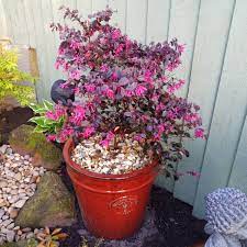 The leaves range from a deep purple to an onyx black in hue, and the plant blooms beautiful purple flowers. Loropetalum Chinense Black Pearl Chinese Fringe Flower Black Pearl Uploaded By Davewrightjoinerygooglemail Co