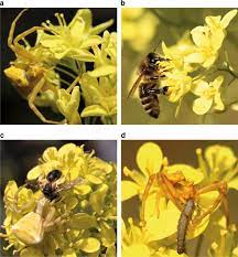 Check spelling or type a new query. Crab Spiders Impact Floral Signal Evolution Indirectly Through Removal Of Florivores Nature Communications