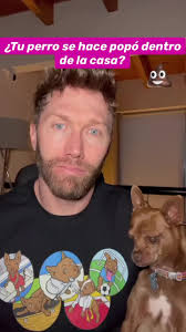 Cómo ayudar a perros con ansiedad y comportamiento incontrolable