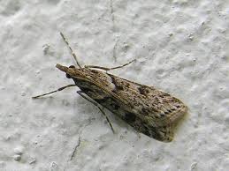 Image result for Oedina congdoniana