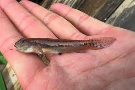 Image result for Gymnosporia gracilipes