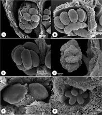 Image result for Agathisanthemum globosum