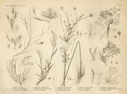 Image result for Panicum pectinellum