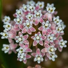 Image result for Asclepias longissima