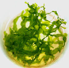 Image result for Lomariopsis