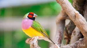 If your garden is a pigeon and other bully bird free zone then he will come. How To Attract Finches Goldfinches To Your Yard 12 Tips