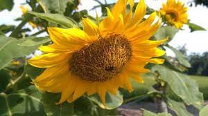 Bunga yang selalu bergerak mengikuti arah matahari, mungkin inilah salah satu alasan mengapa dinamakan dengan bunga matahari. Helianthus Annuus L Early Russian Steemit