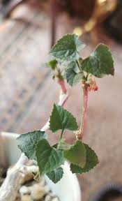 Image result for Corallocarpus boehmii