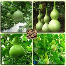 Image result for Lagenaria siceraria