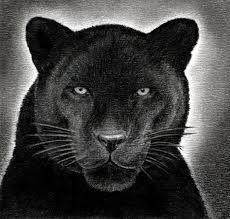 We did not find results for: How To Draw A Black Panther Realistic Panther Step By Step Drawing Guide By Finalprodigy Dragoart Com