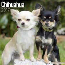 Calendrier 2017 Chihuahua Calendrier De Collection Chihuahua Dog Breeds Dogs
