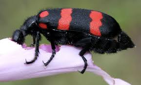 Small black insects with white spots. Bug Identification Guide To Common Insects With Photos Owlcation
