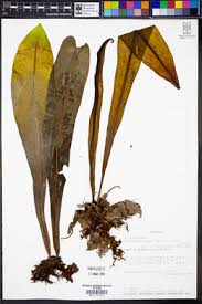 Image result for Microsorum pappei