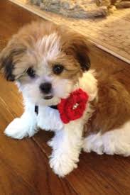 Black And White Papillon Shih Tzu Mix Pin By Kelly Brown On Man S Best Friend And The Enemy Cutest Puppy Ever Cute Puppies Puppies