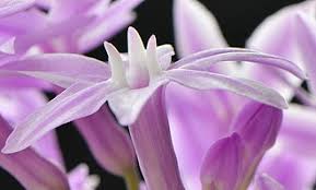 Image result for Lettowianthus