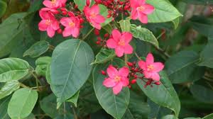 Image result for Jatropha seineri