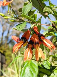 Image result for Ruttya fruticosa