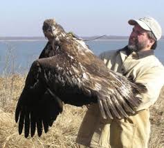 Juvenile bald eagle leaves nest for first time and practices flying. Eagletrak The Center For Conservation Biology