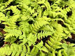 Image result for Deparia