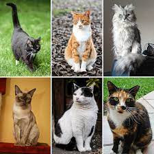 Learn more about gato audio. Gato Definition And Synonyms Of Gato In The Spanish Dictionary
