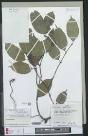 Image result for Orthopichonia