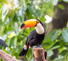 29 Cute Animals That Are Native To Latin America