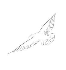 Everyone can create great looking drawings! Pin By Lana Mac On How To Draw Step By Step Seagull Tattoo Bird Drawings Easy Drawings