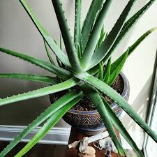 Image result for Aloe barendii