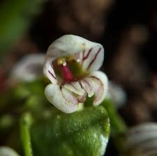 Image result for Satyrium compactum