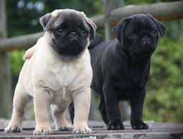Black And Tan Pug Puppies Cute Black Fawn Pug Puppies Pug Puppies Black Pug Puppies Puppies