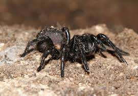 Get a 11.000 second sydney funnel web spider. Australian Funnel Web Spider Wikipedia