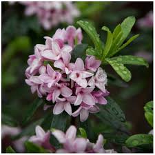 Fall in love with the outstanding fragrance that lasts for months and months in spring to summer. Daphne X Transatlantica Pink Fragrance Blapink