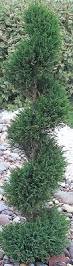 Image result for spiral cut juniper trees